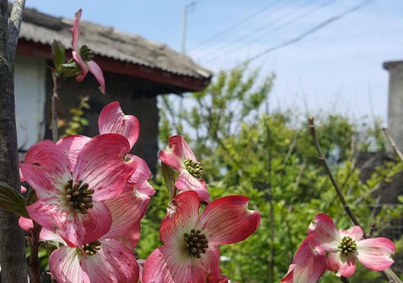 Hani Haus Jeju Exterior photo